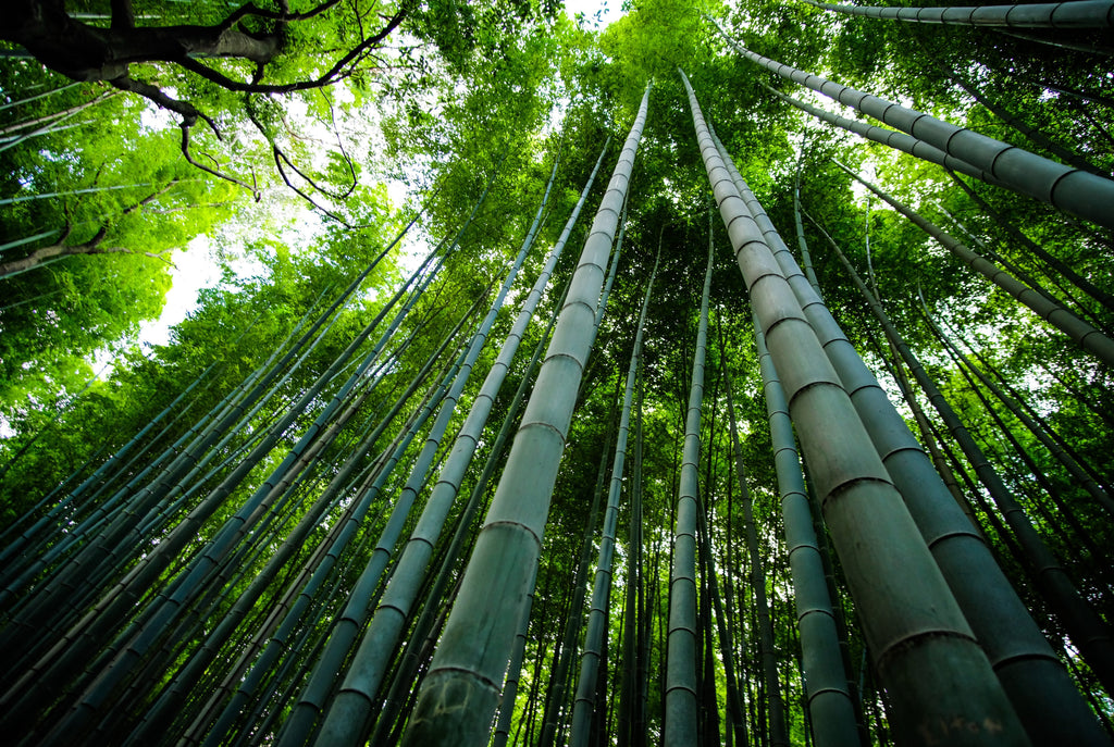 Benefits of Bamboo Fabric